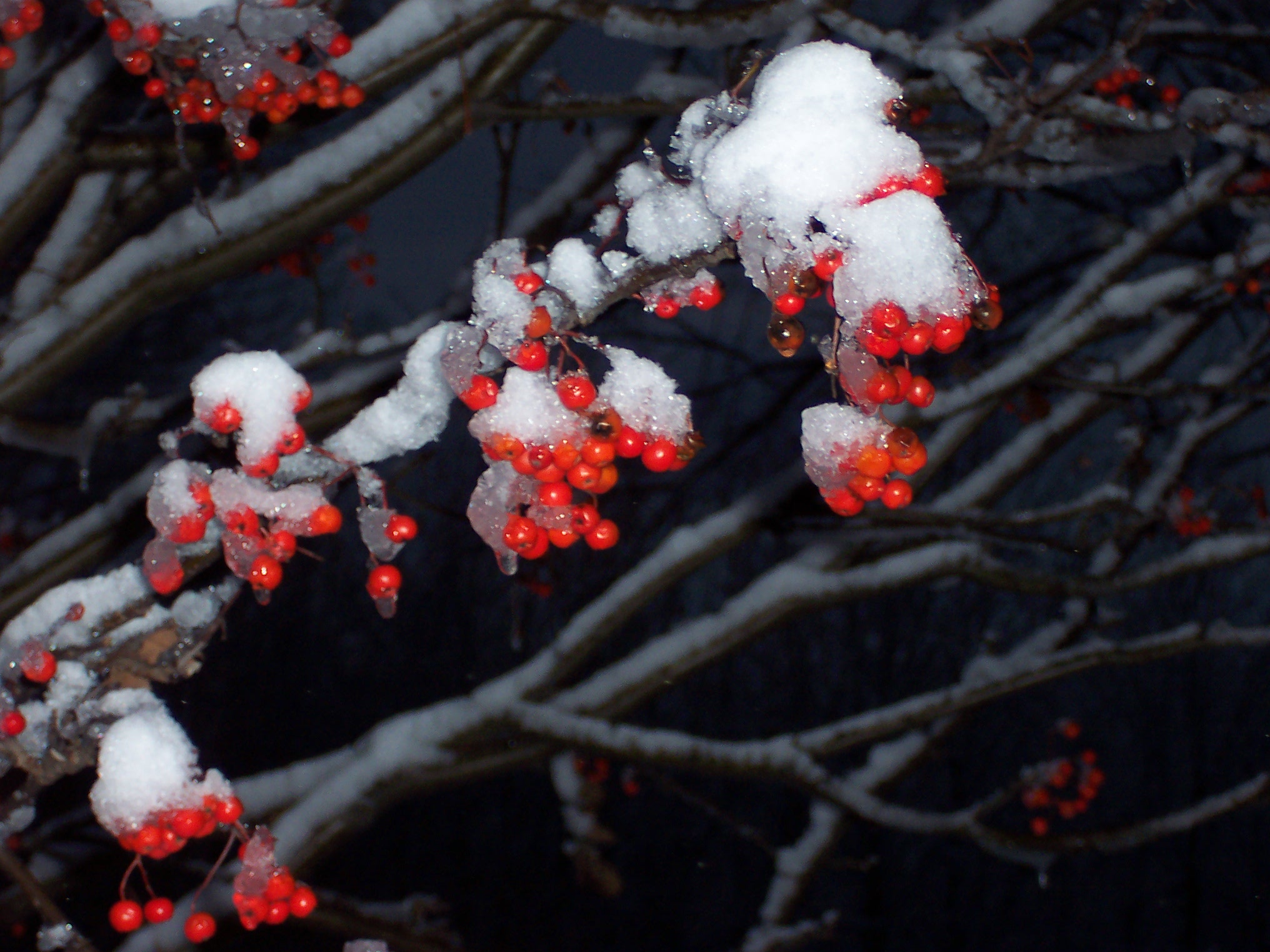 berries